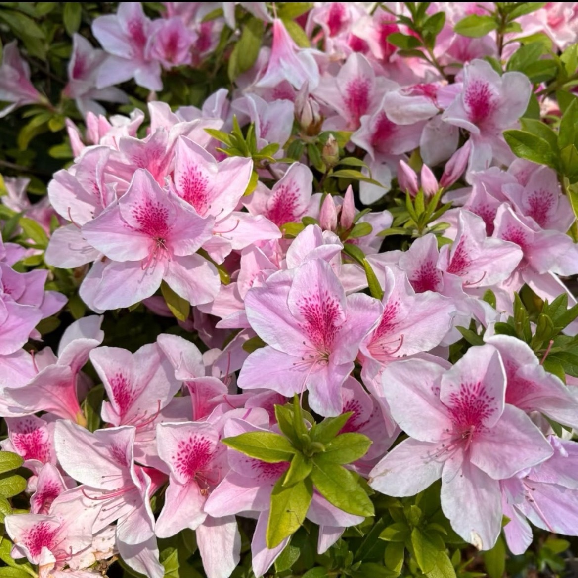 杜鹃花的种植方法一、土壤选择：杜鹃花喜欢疏松肥沃的弱酸性土壤，可以使用腐叶土、松