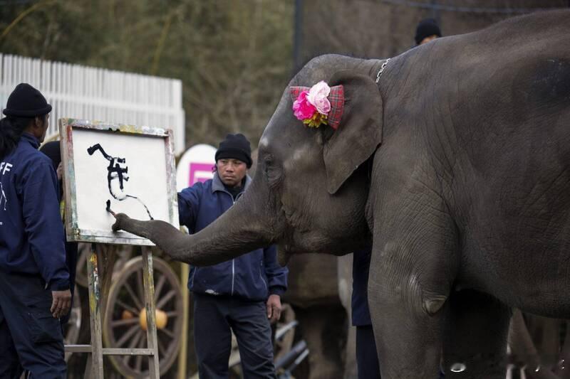 【大象无辜！饲养员死于象舍内，尸检结果为母象“洗清嫌疑”】海外新鲜事日本 日本千