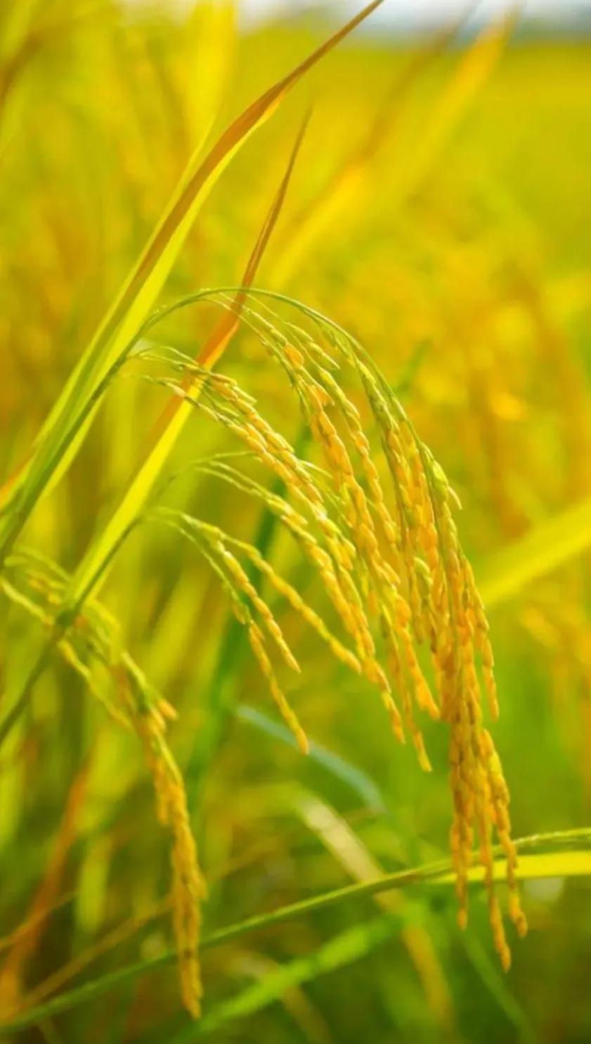 △△金秋送爽△△
☀️🍎🍃🍒
河草青，五谷黄，
一年秋季多打粮。
中午热，