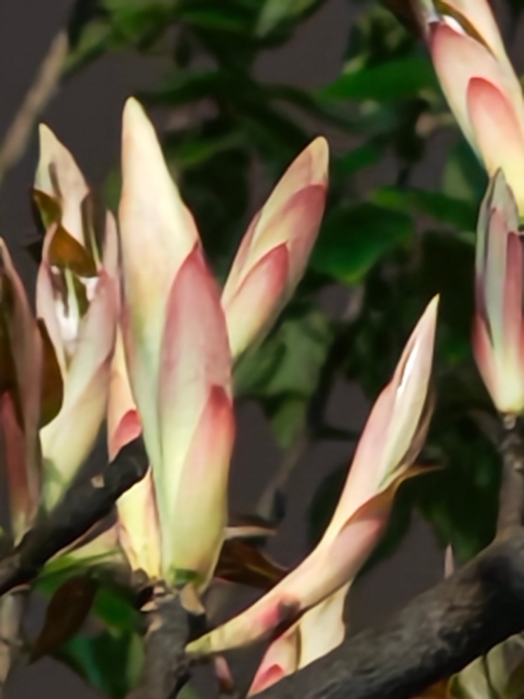 星期一，新芽新希望，努力搬砖。加油！每天早起打卡