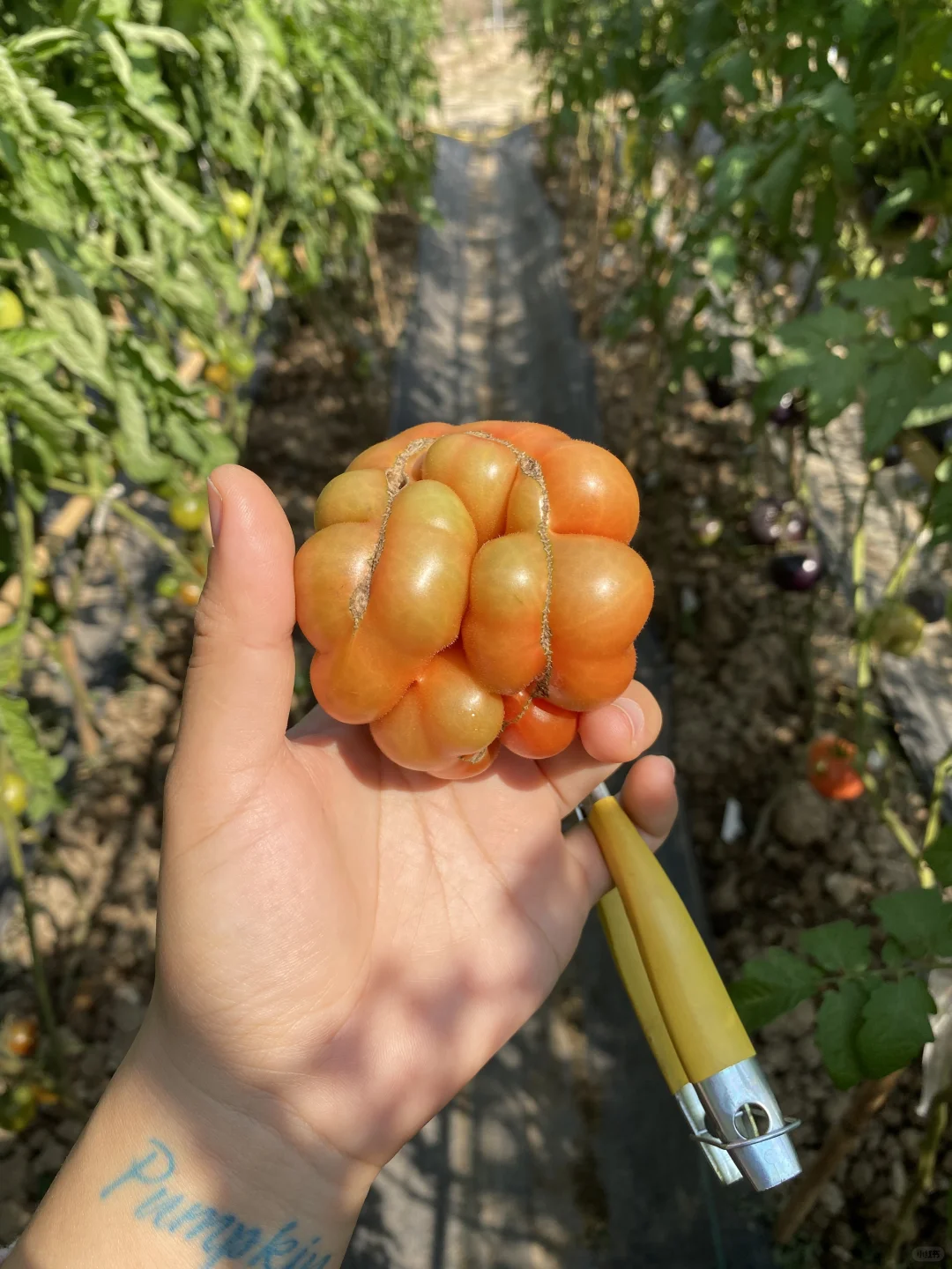 在广州也可以摘到这些奇奇怪怪的番茄啦🍅