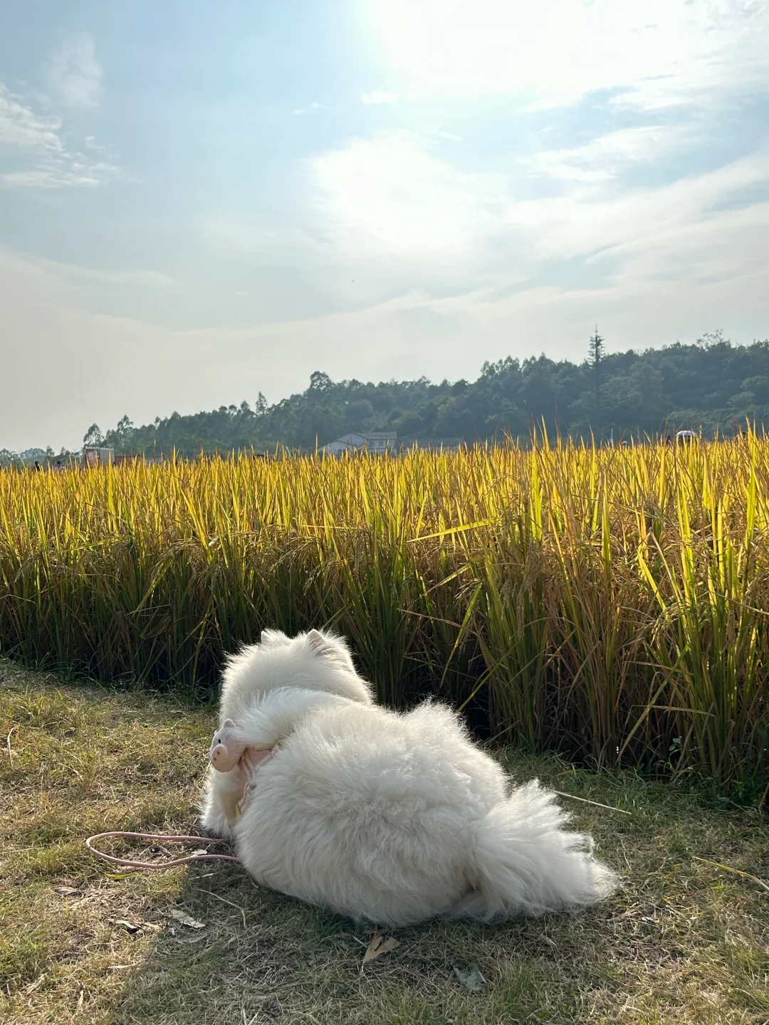 狗生是旷野🌾