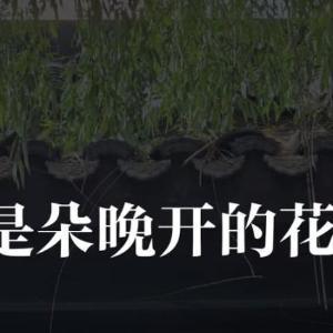 人生感悟 别比花期，各有节奏有人18岁找到热爱，有人40岁重启人生。没有“该开的