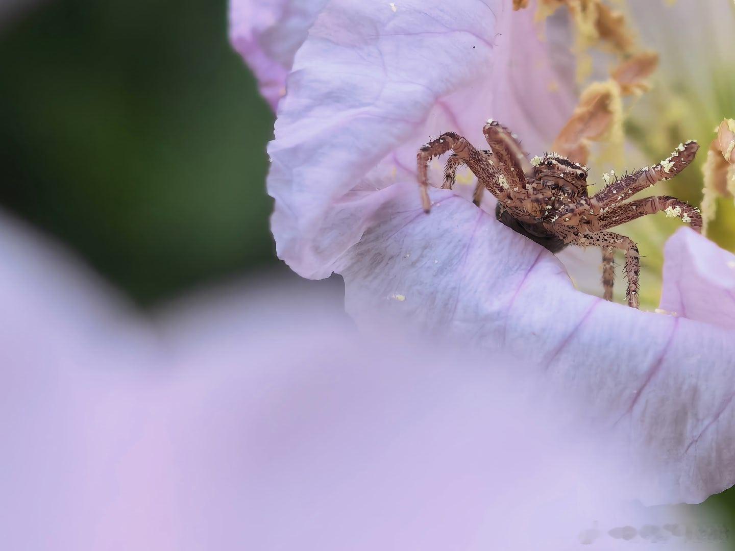 月见草里的猎手，带着一身花粉，也带着温柔的伪装。摄影世界黄文说2026我的动物朋