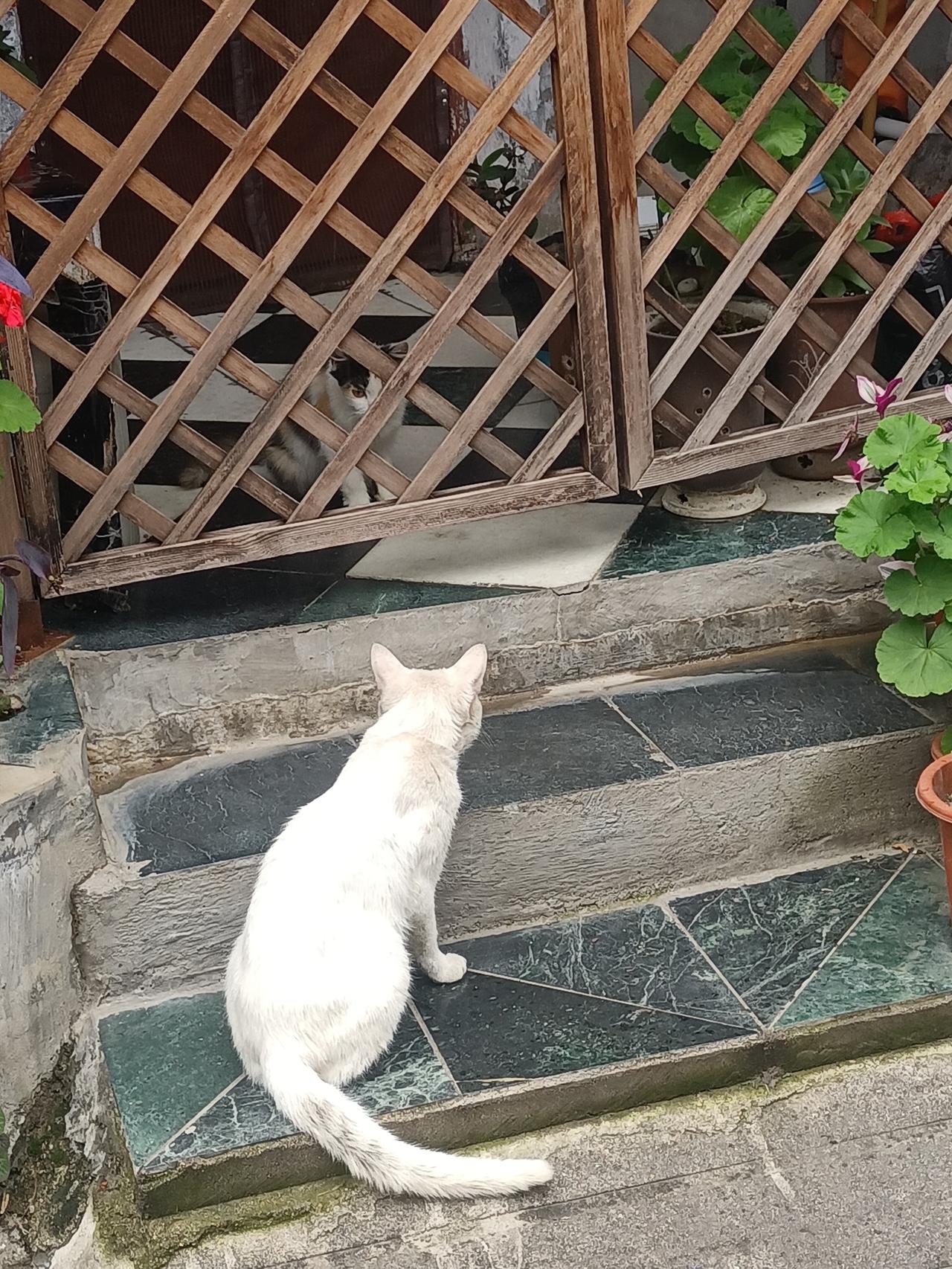 【夏之韵·门里门外：猫咪的恋爱】夏日生活打卡季 
漫步一个小巷子的时候，
看到一