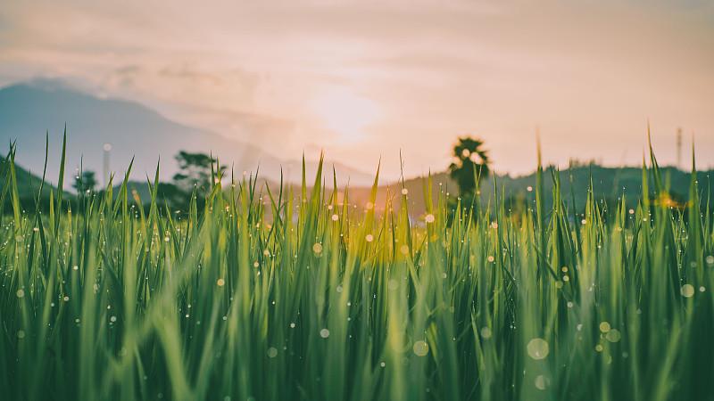 突然明白了什么是“朝花夕拾”
 
小时候读鲁迅的《朝花夕拾》，只当是一篇篇怀旧的