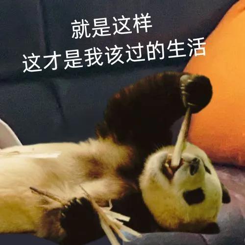 大熊猫福宝可太会营业了，太好玩，太可爱了，忍不住用OPPO Reno12的AI抠