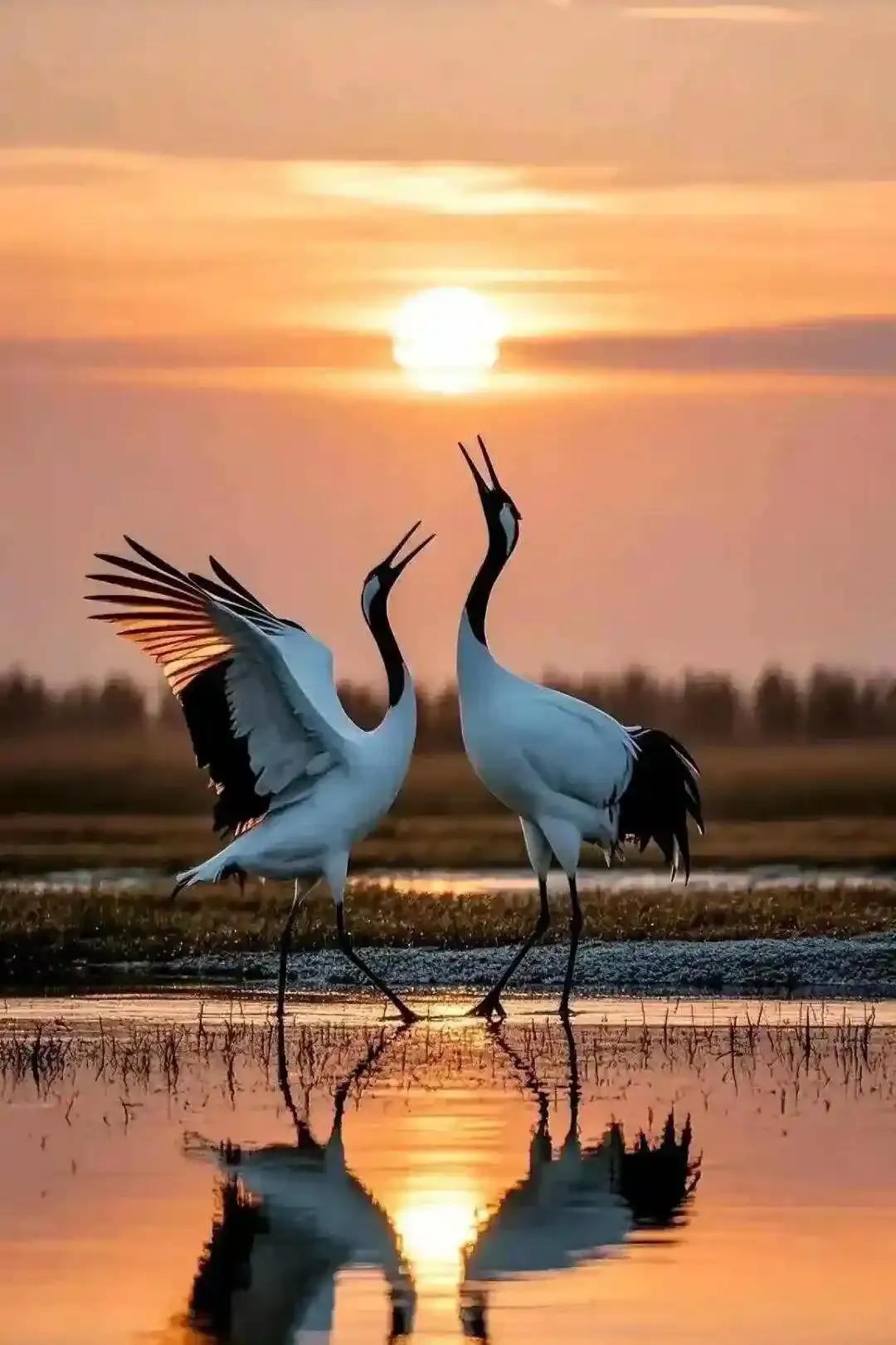 请文明观赏野生动物！
12月20日下午，杭州市余杭南湖一对白鹤和它的孩子在藕塘觅