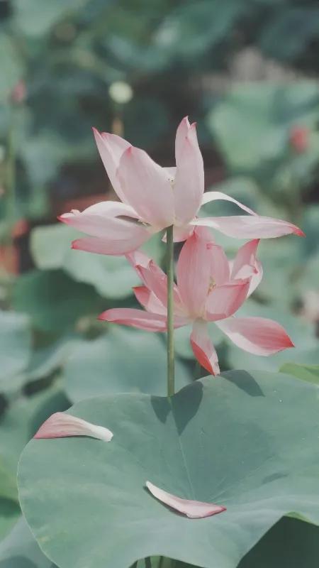 人欲望膨胀，然后你自己又做不到，内心就会产生反差，就会产生痛苦。痛苦久了，那么一