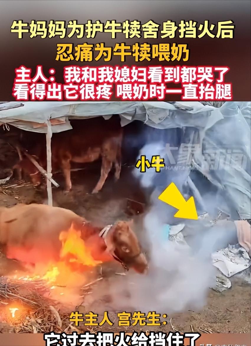 11月26日，万物皆有灵，牛妈妈发现牛棚外引起了一团火，为了不让火焰烧到自己刚刚