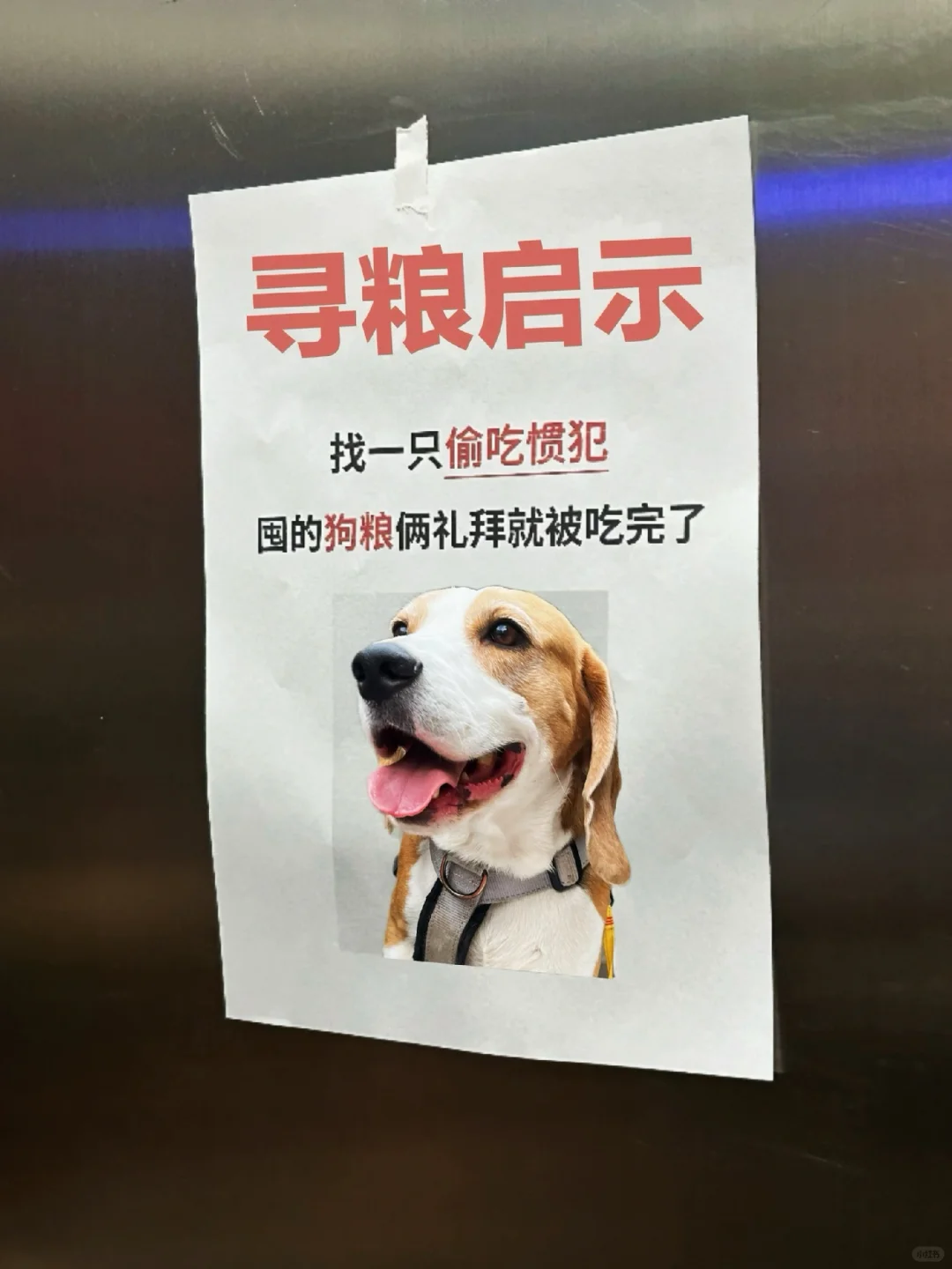 寻粮启事 囤的狗粮俩礼拜就炫完了！