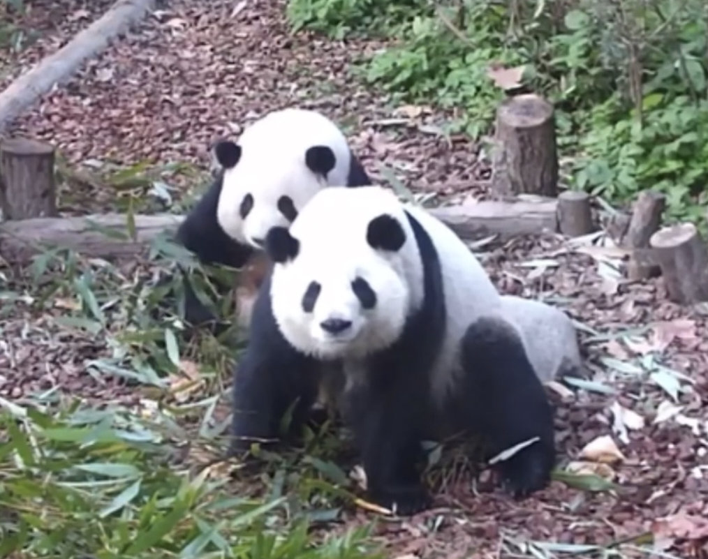 叶子妹妹守护花姐 🐼🐼 