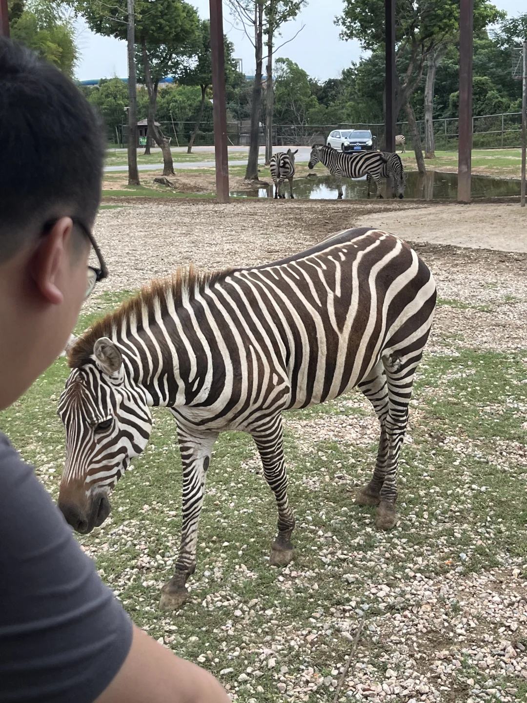 今天看斑马啦！🪑