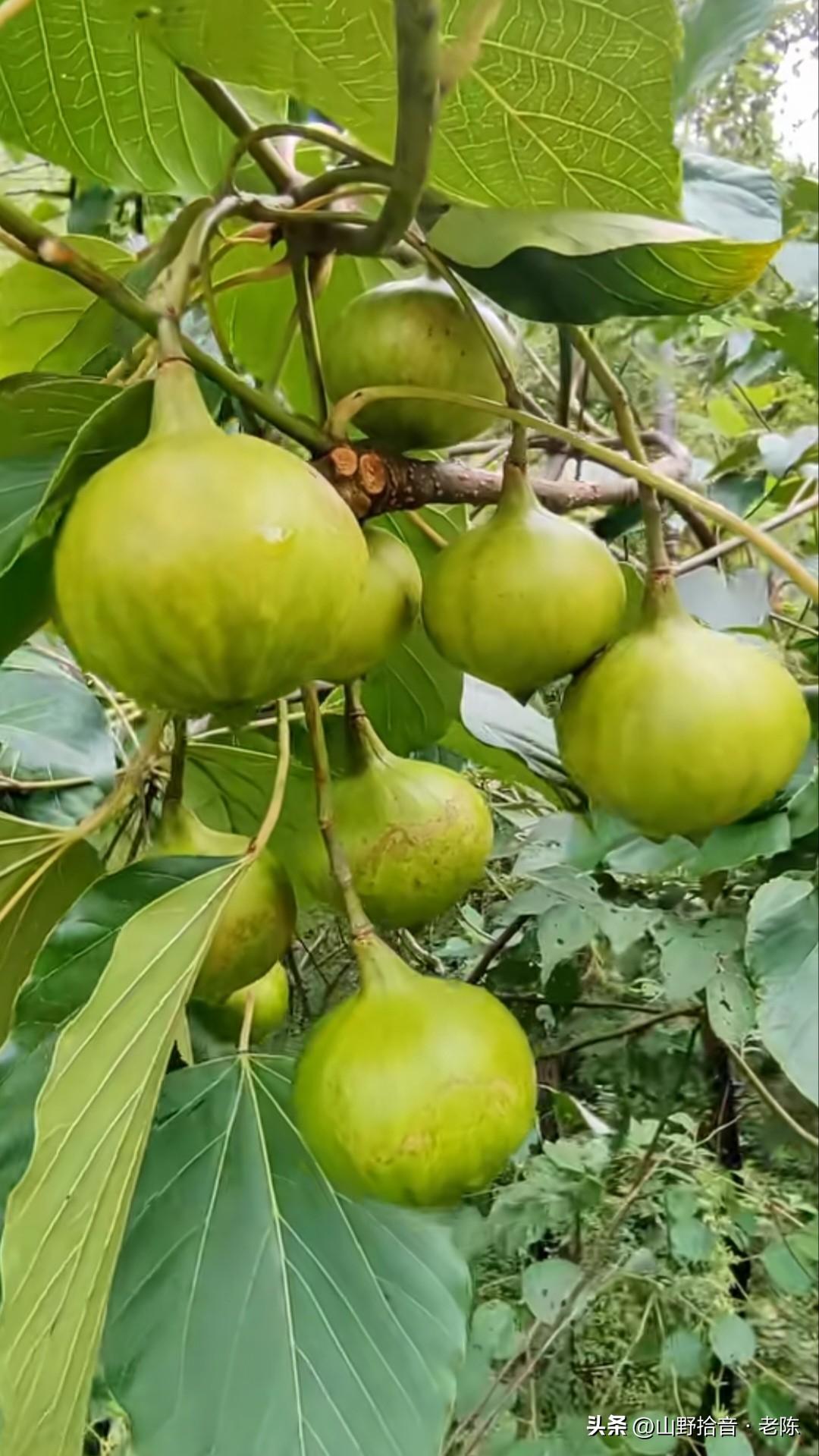 这可不是什么“巨型青苹果”，这是油桐果，也叫桐子。别看它长得圆润可爱，但它可是植