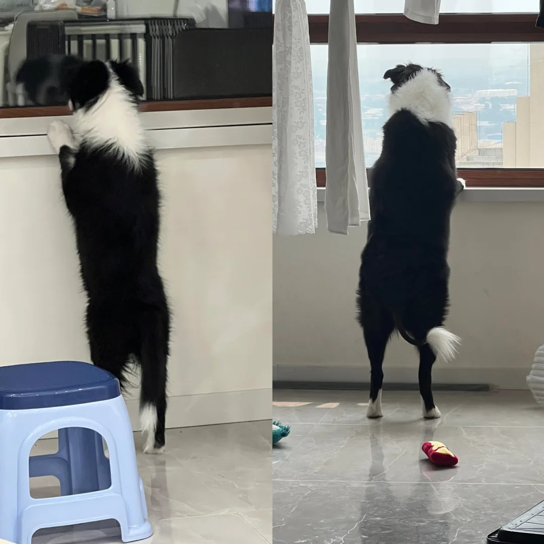 一不小心就把小狗拉扯大了