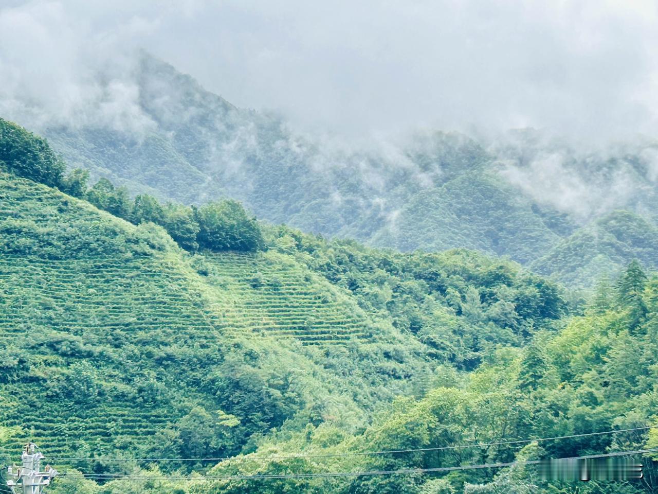 云雾缭绕的山林，简直美极了！前几日，我在神农架木鱼镇避暑，每日都与神农架的秀丽景