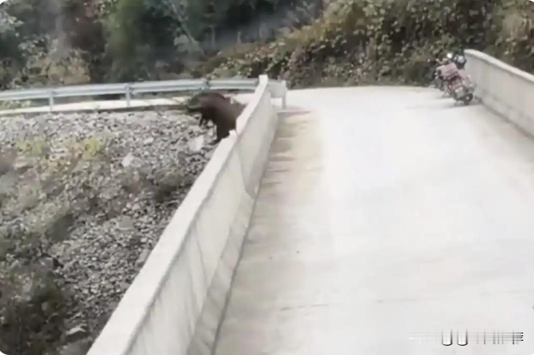 近日，重庆城口县发生一起令人揪心的事件：一头野猪在接连遭遇两车追逐后，慌不择路，