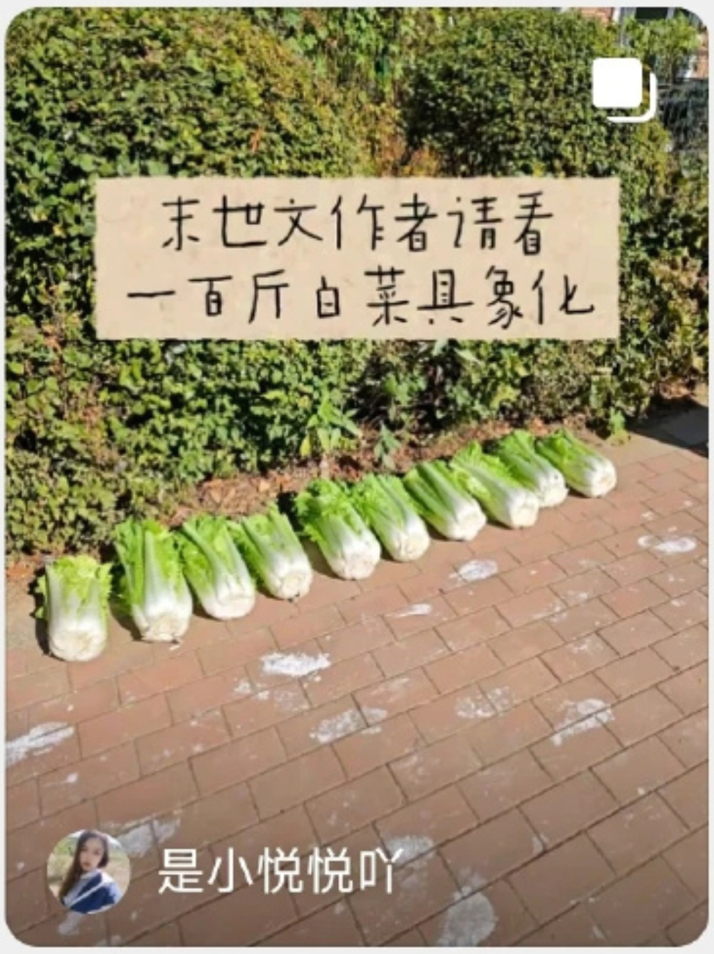 [哆啦A梦吃惊]我原来真的没想过一百斤白菜到底是个什么概念…… ​​​​