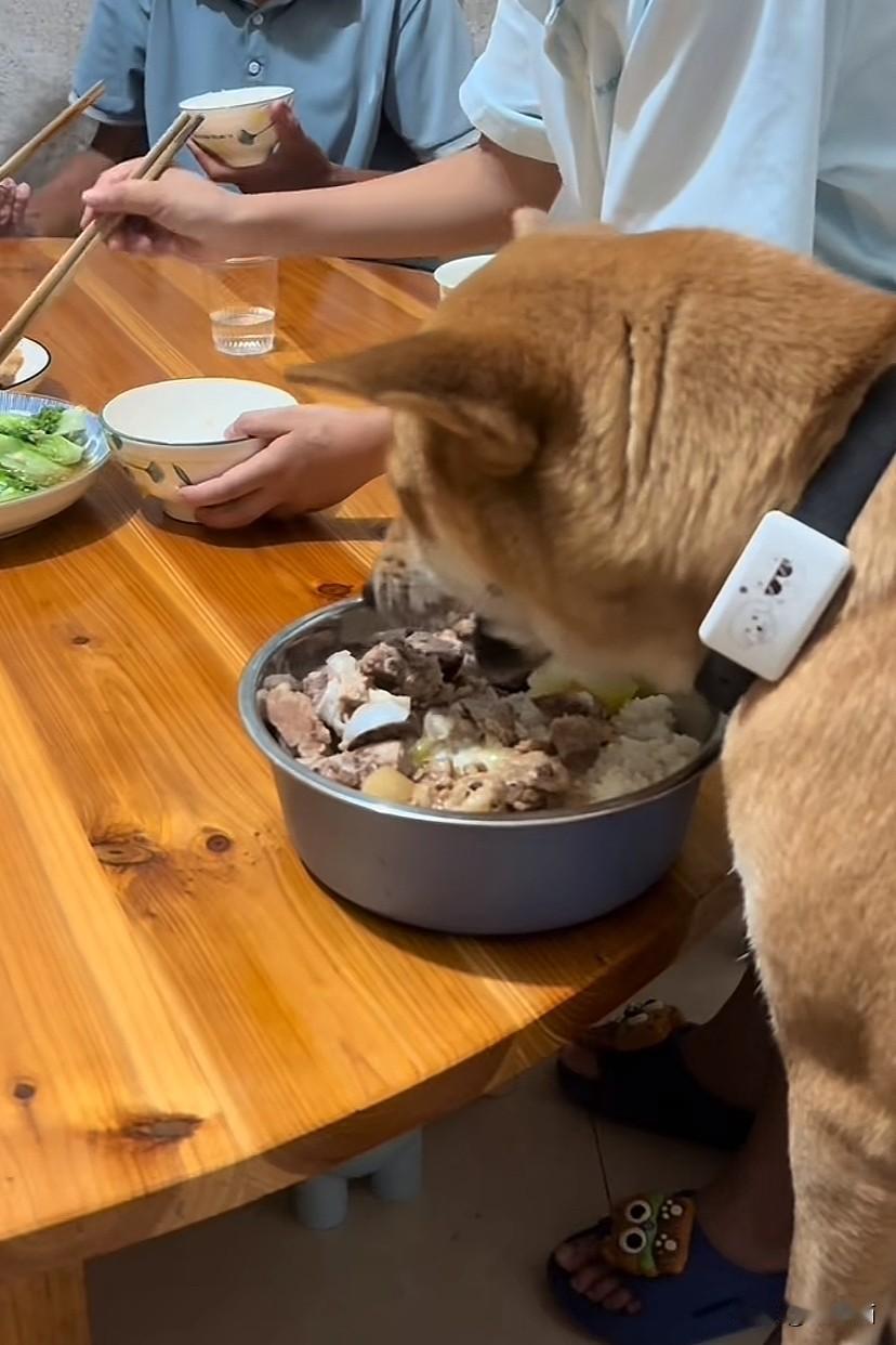 广西贺州，女子给救过孩子命的狗子做月子餐补身体，乌鸡汤，土鸡汤，排骨汤等，餐餐不