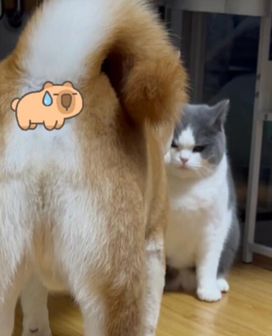 猫狗同居：请问你能管管你儿子吗？