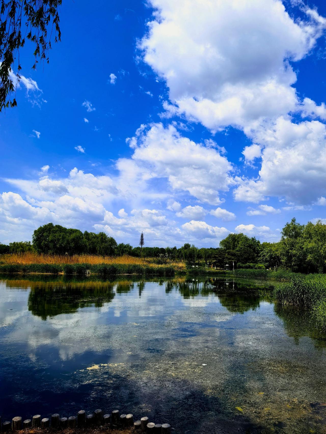 公园湖边美景 蓝天白云草地河流 碧水蓝天