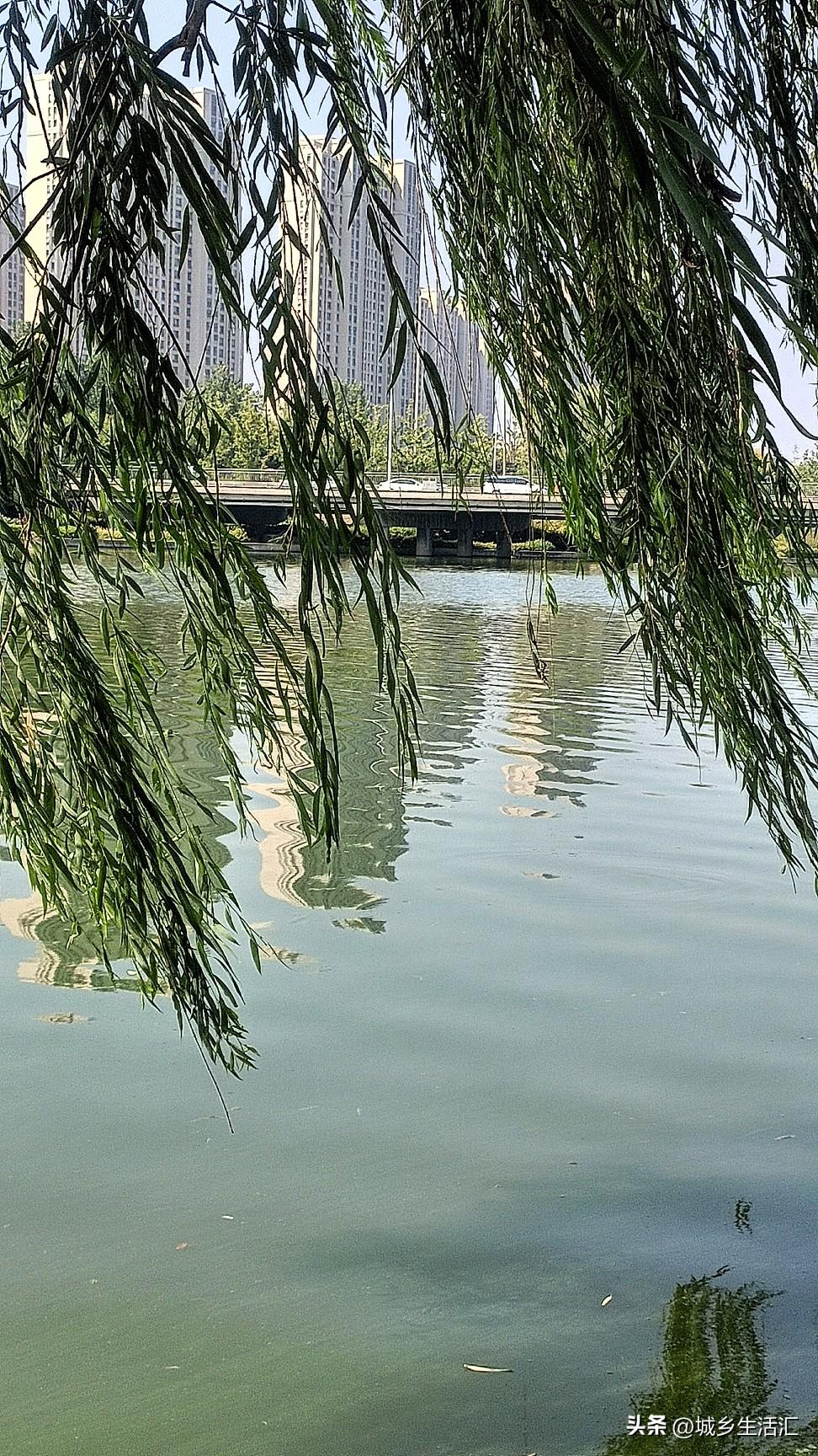 自从有了橡胶坝，郑州的景观河就没缺过水，上游在哪无所谓，城市中水足以填充，不仅如