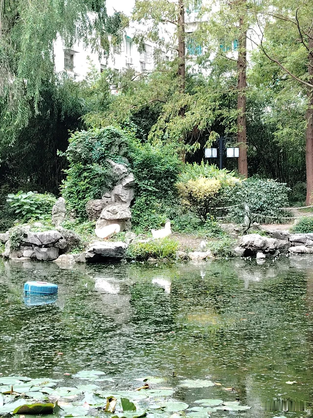 骨折放钢板恳定好，时间快，以我为例，15放钢板手术后，15天回家，可以骑电瓶车，