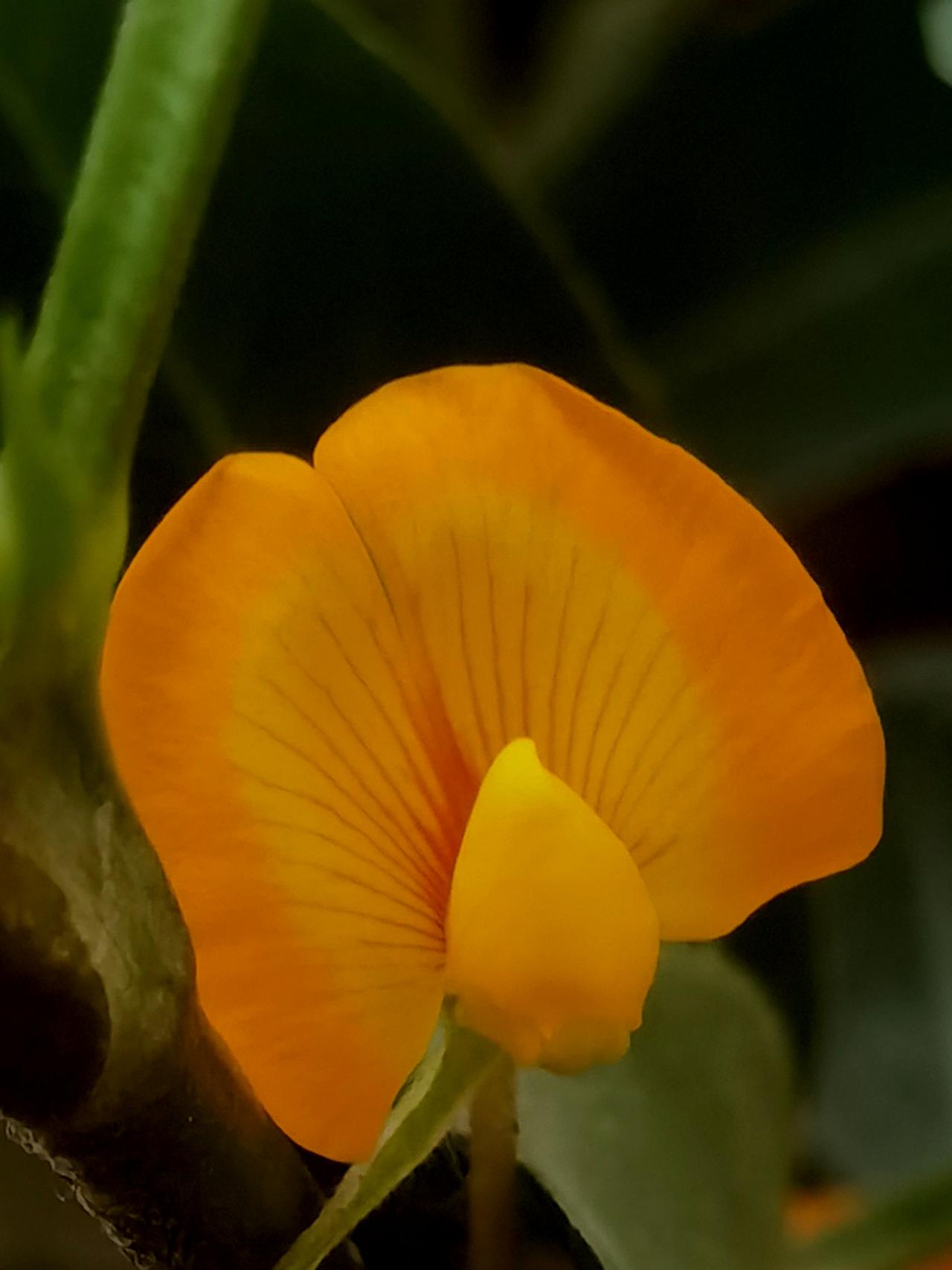 原来花生也开花，花还挺好看。