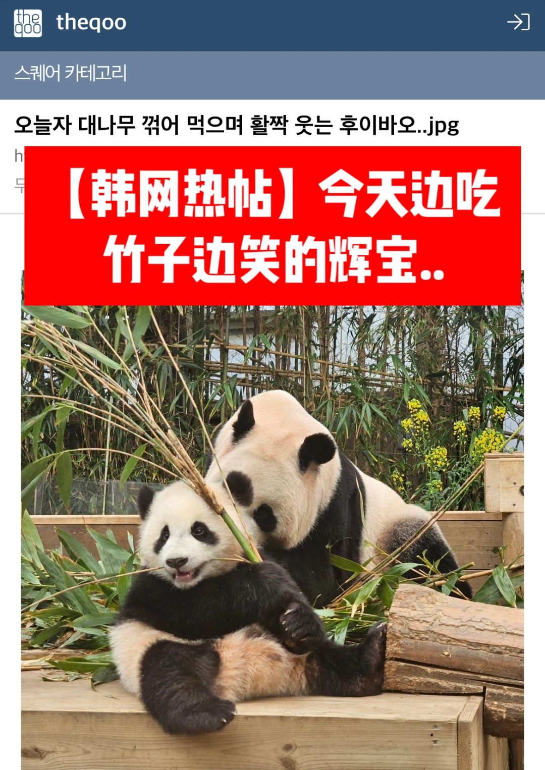 🔥韩网热帖｜今天边吃竹子边笑的辉宝🐼