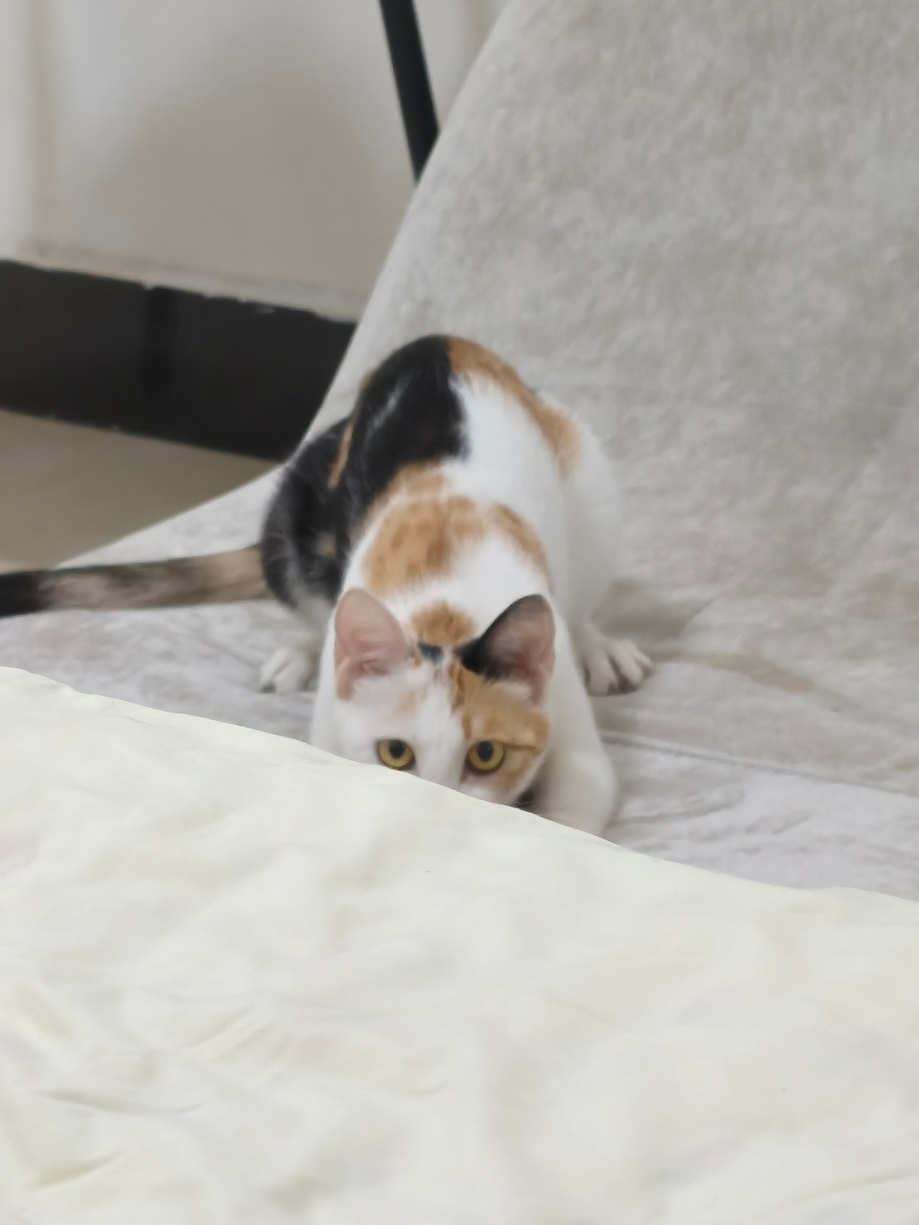 🐱窗边望风+柜子站岗+突袭 
