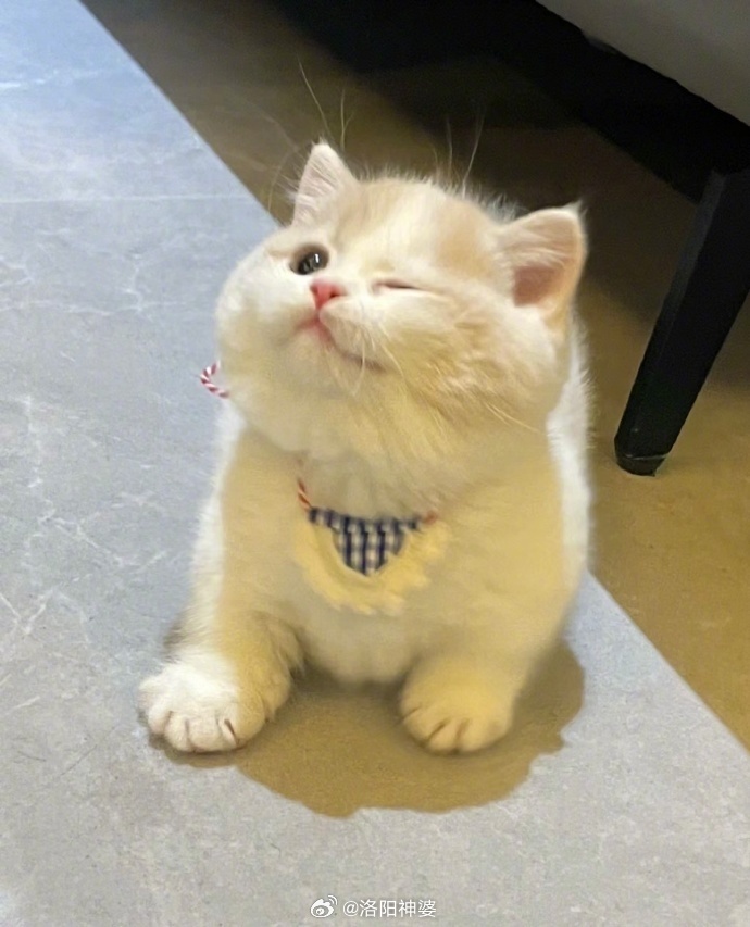 会乖乖坐车的小橘猫好漂亮的猫🐱！ 