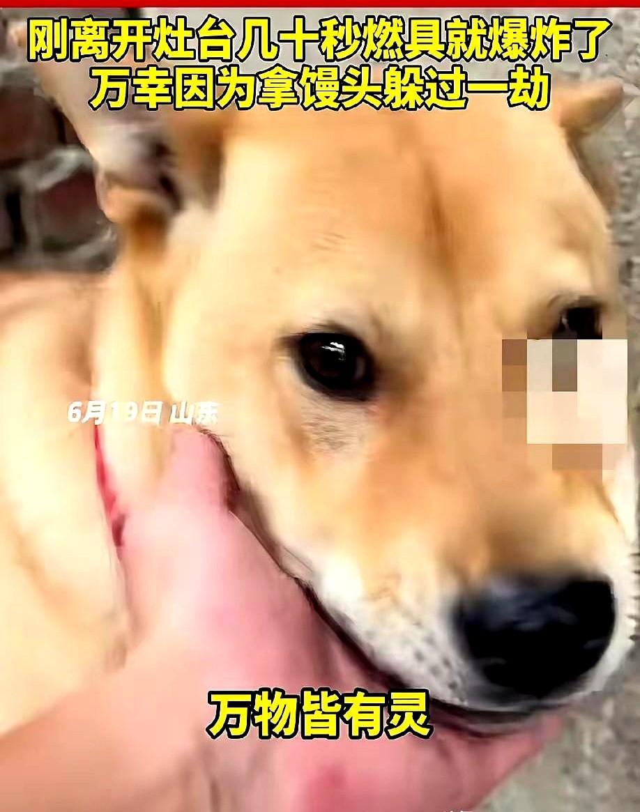 6月19日，山东一名男子在家煮粽子时，家里的大黄狗突然狂叫。
这大哥拖延不换老化