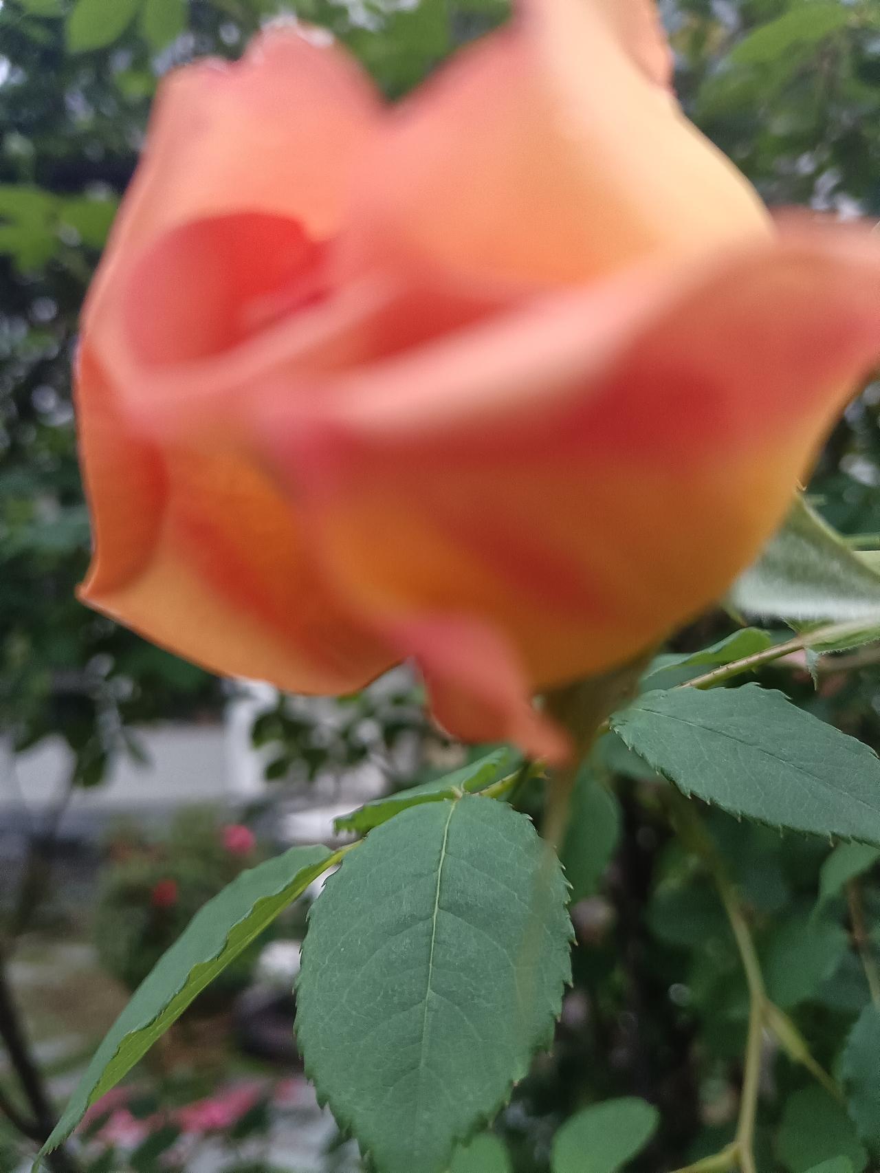 坚持天天在今日头条发文，为社会热点上传递正能量。