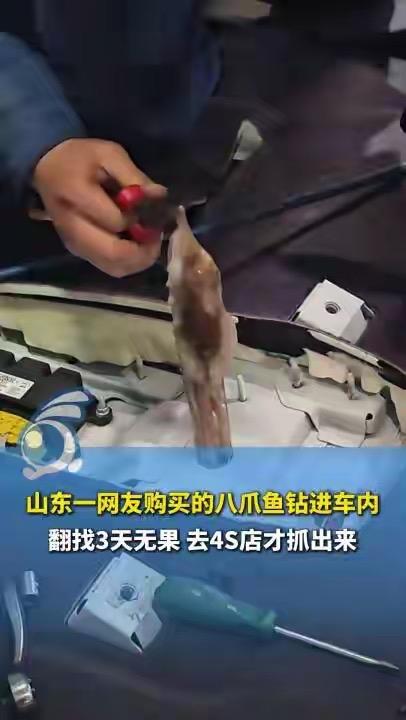 笑不活了！山东网友买的八爪鱼竟偷偷钻进车里，车主翻找3天愣是没找着，无奈只能开去