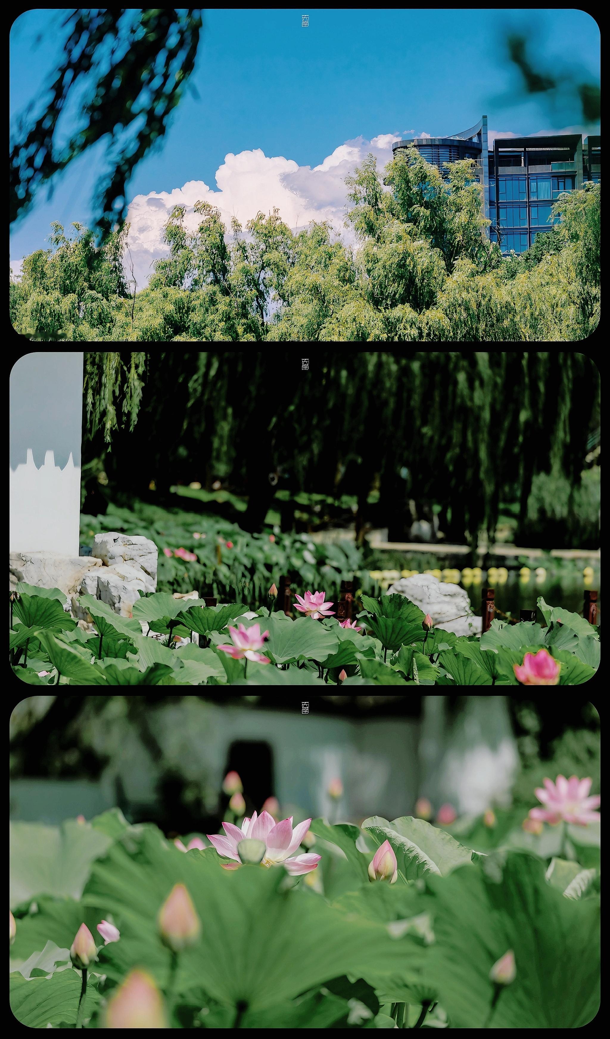 惟有绿荷红菡萏，卷舒开合任天真。🪷｜拍于北京陶然亭公园｜摄影​​​