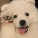 皮黏热聚电竞