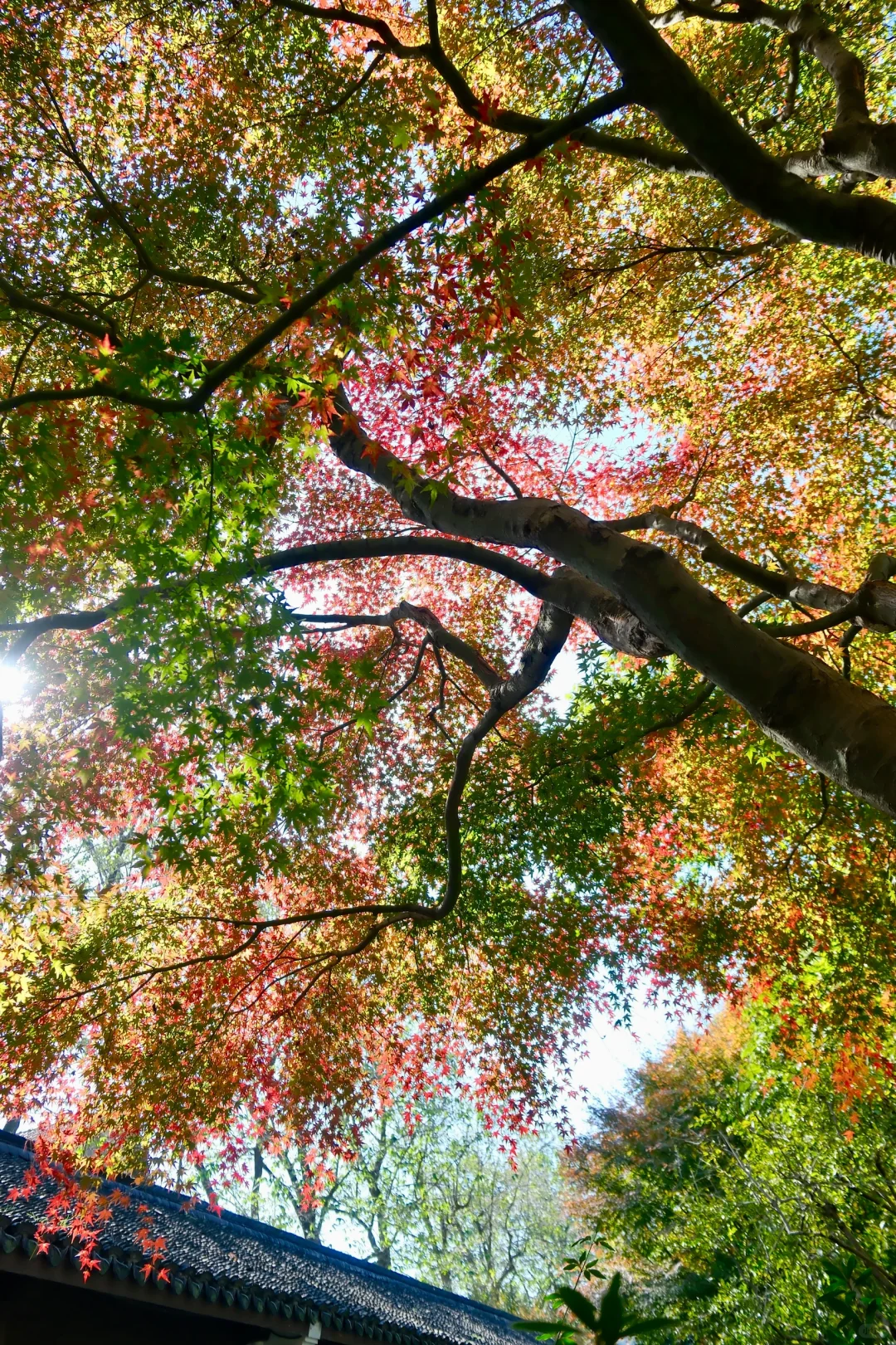 11.29杭州🍁｜玛瑙寺 一场琉璃梦🔮