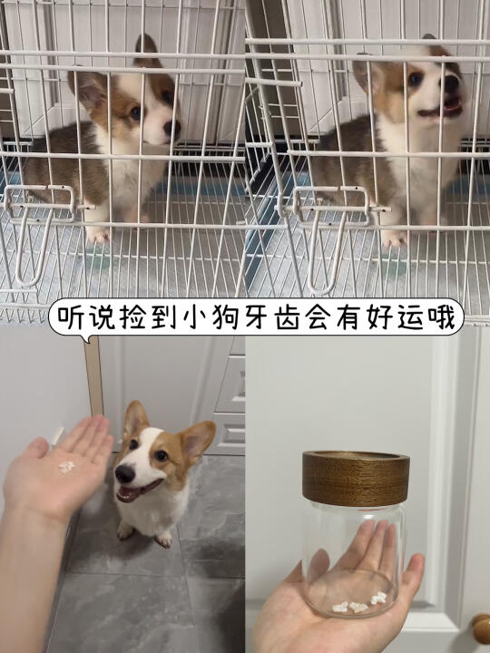 听说捡到小狗牙齿会有好运哦～