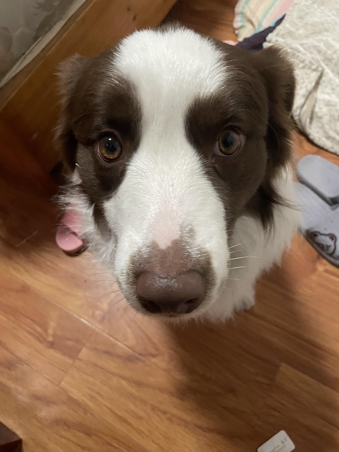 感觉它下一秒就要哈气