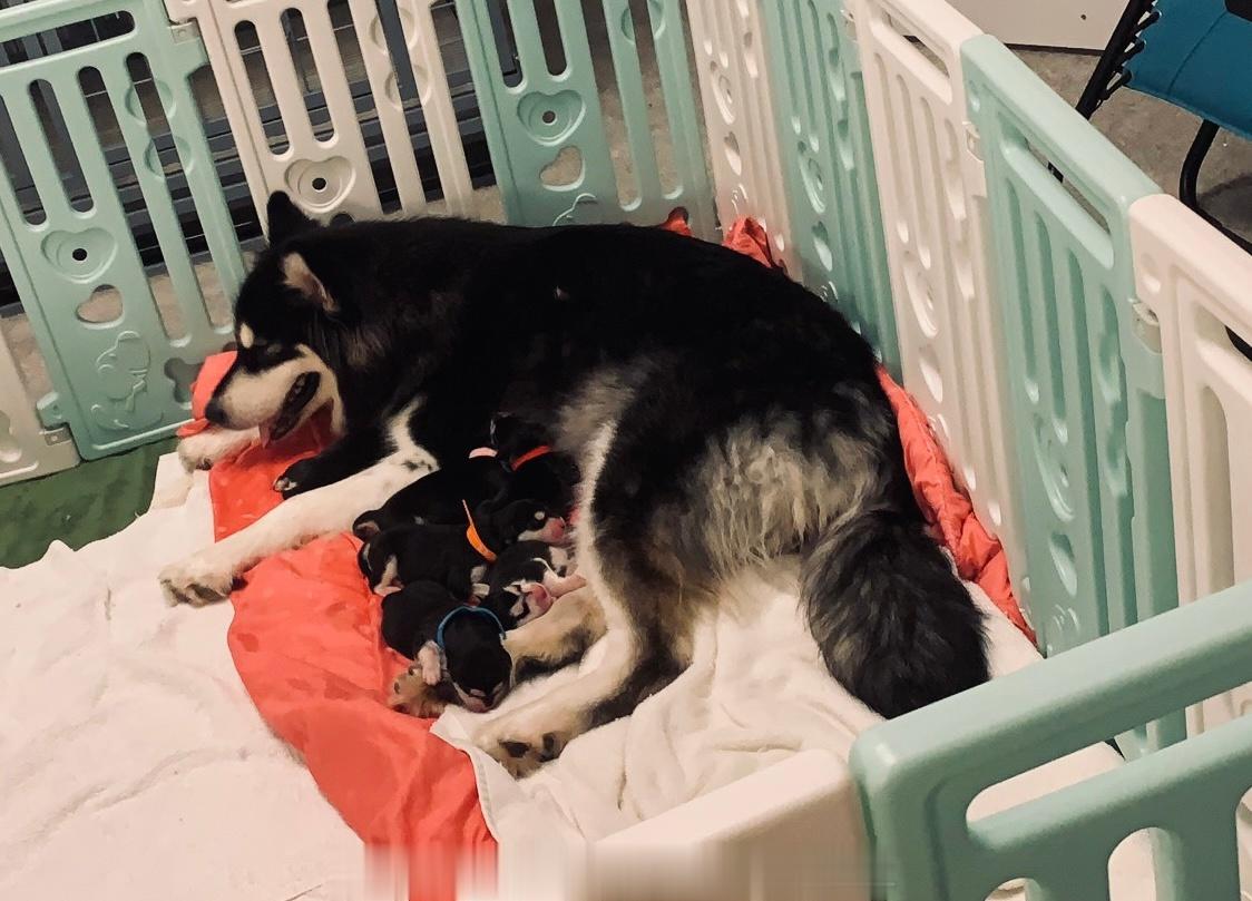 恭喜🎊美国合作犬舍 2023下半年繁殖计划 顺利生产[羞嗒嗒][羞嗒嗒] ​​