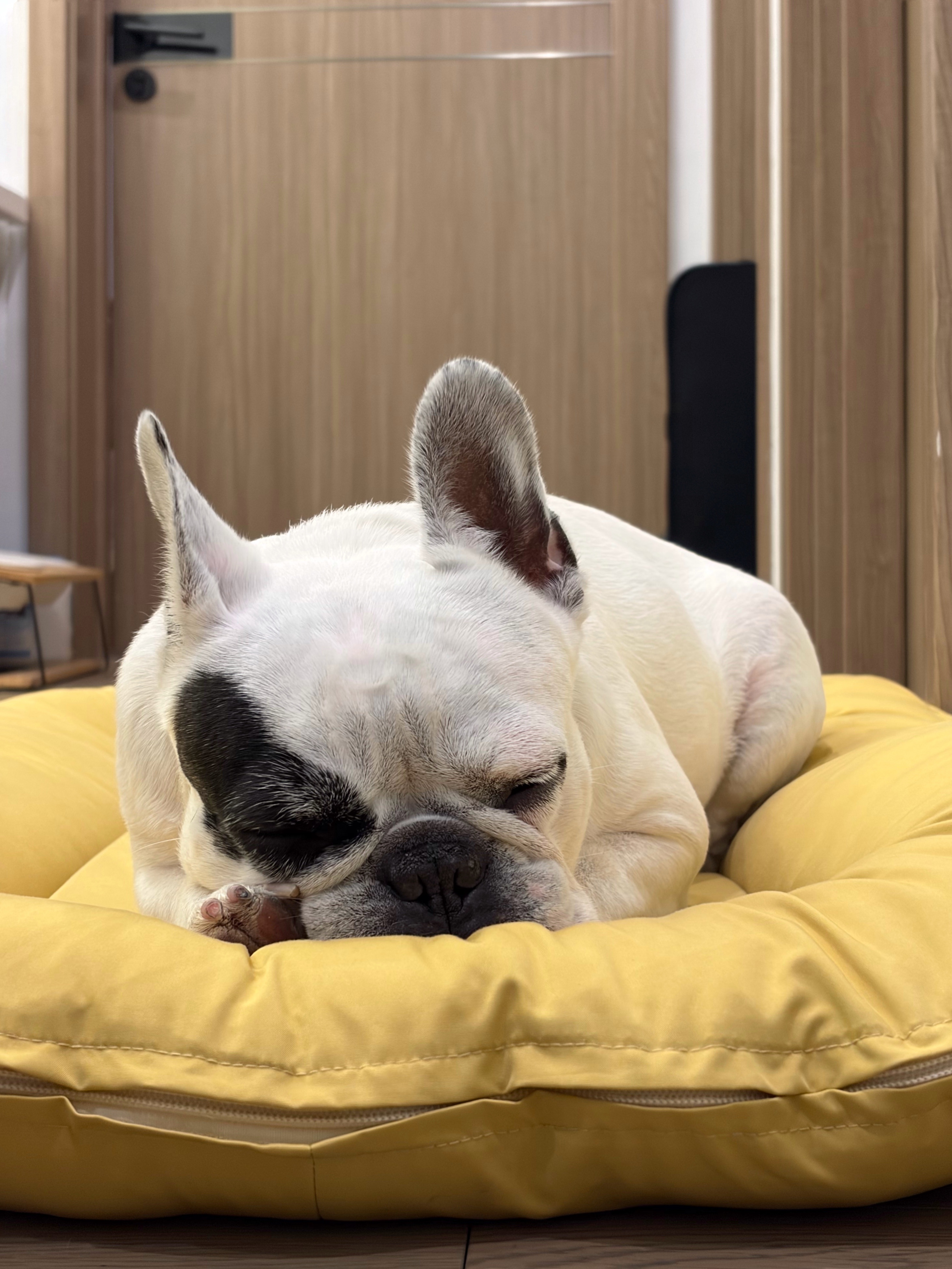 小猪狗回家啦🐷佑酱的法猪猪赛纳 上海