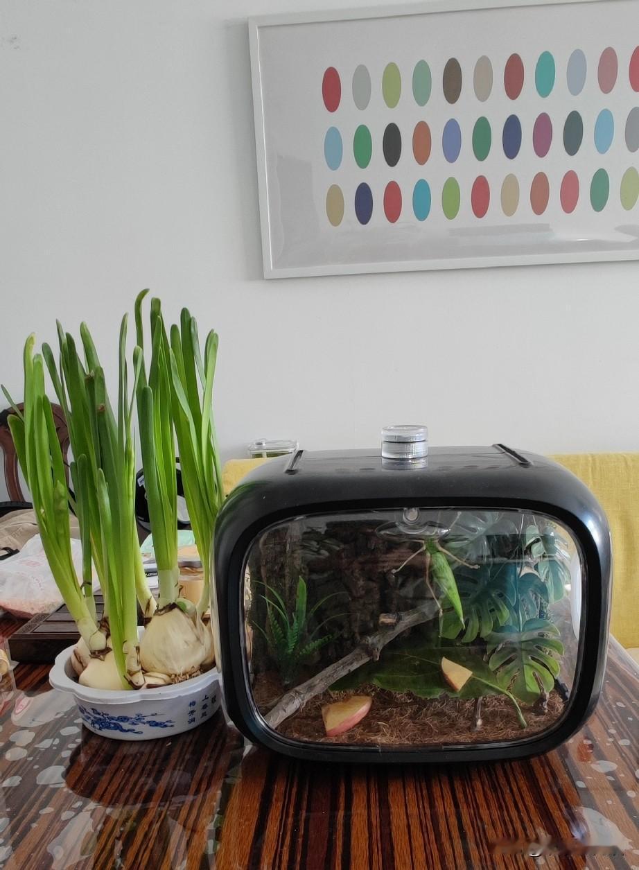 有奖竞猜：图中 右下方的物品是什么?
这是我家老伴新置办的心爱之物，您能说出它的