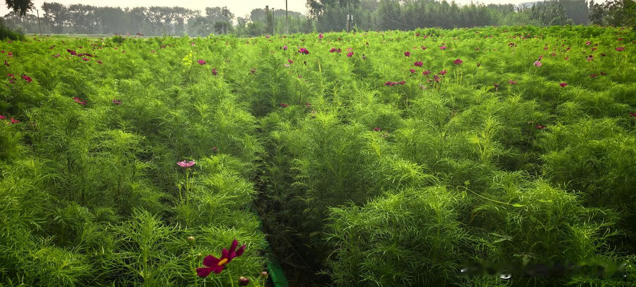 夏日生活打卡季花海，正在孕育未来的明艳！