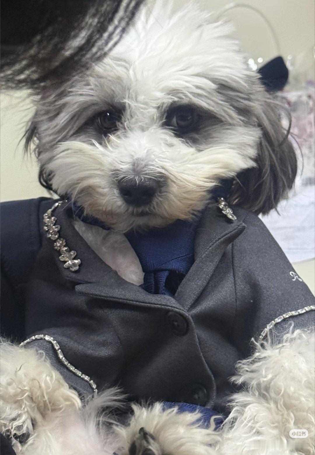 九月被爸爸绑架了就眨眨眼偷穿大人衣服一脸无辜哈哈哈哈哈哈 我们九月还是孩子呢 