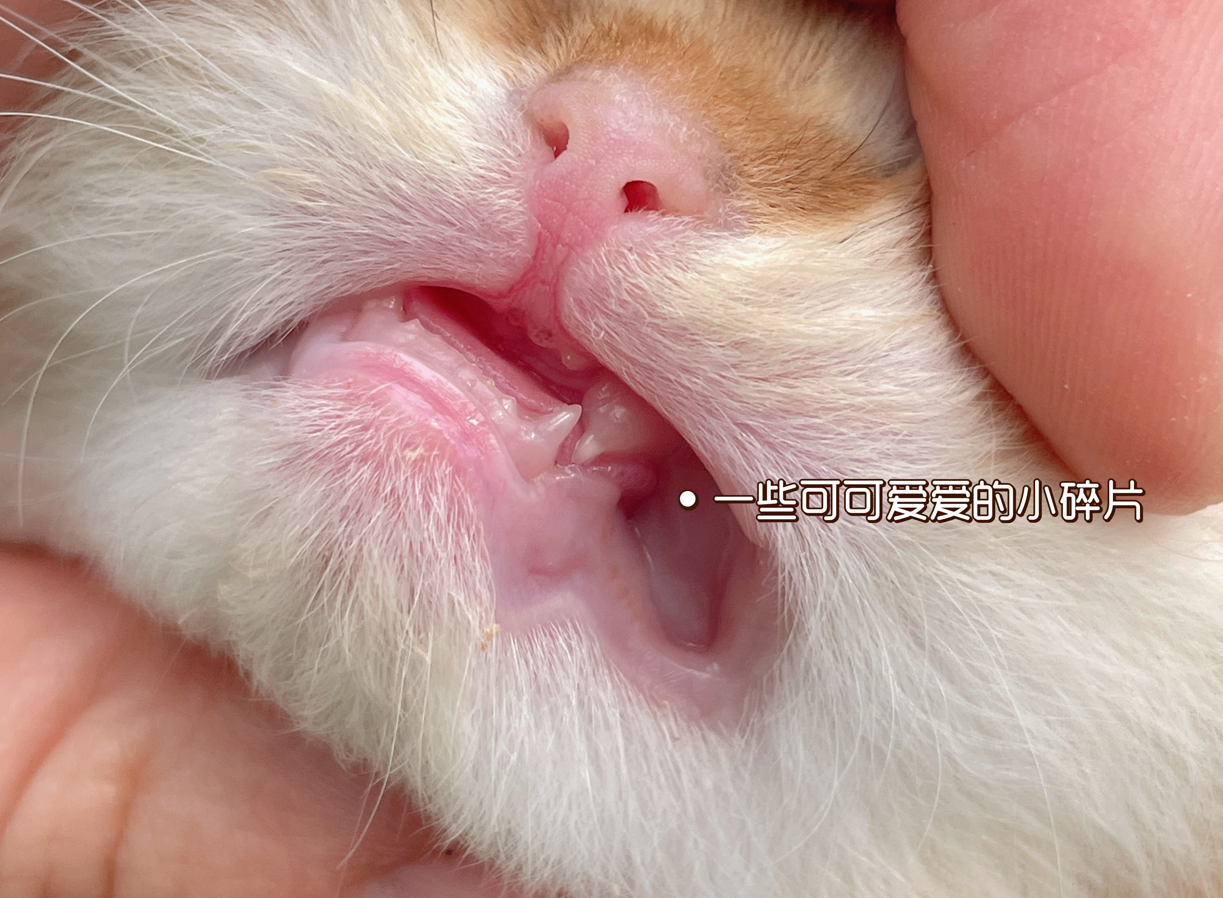 无牙仔[抱一抱]#英国长毛猫##金渐层# ​​​