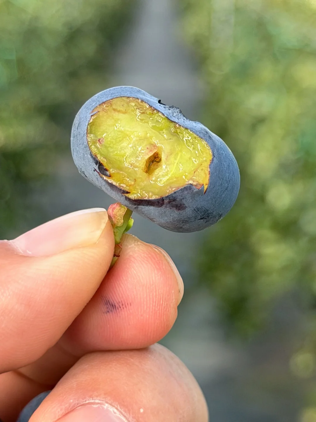 谁懂咬开肉是脆的，蜜香蜜甜，带着浓浓的花香