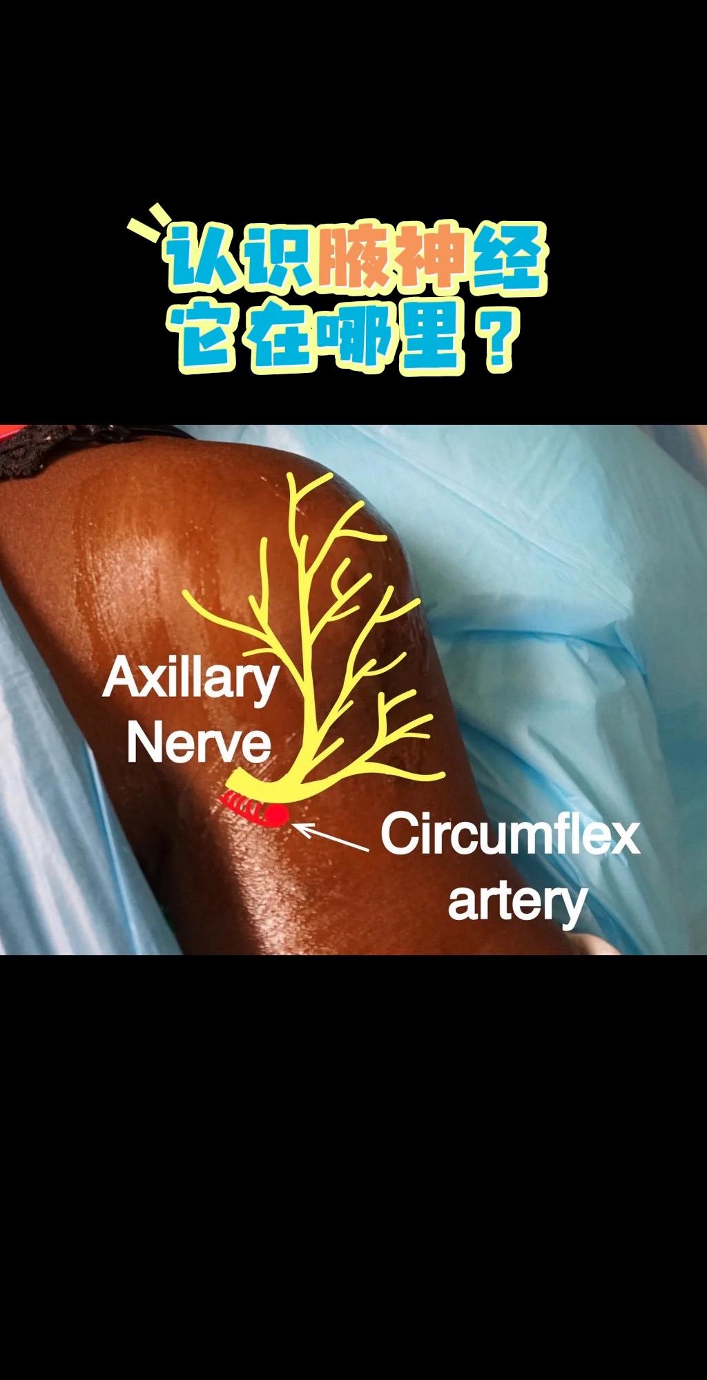 认识腋神及其走形。
