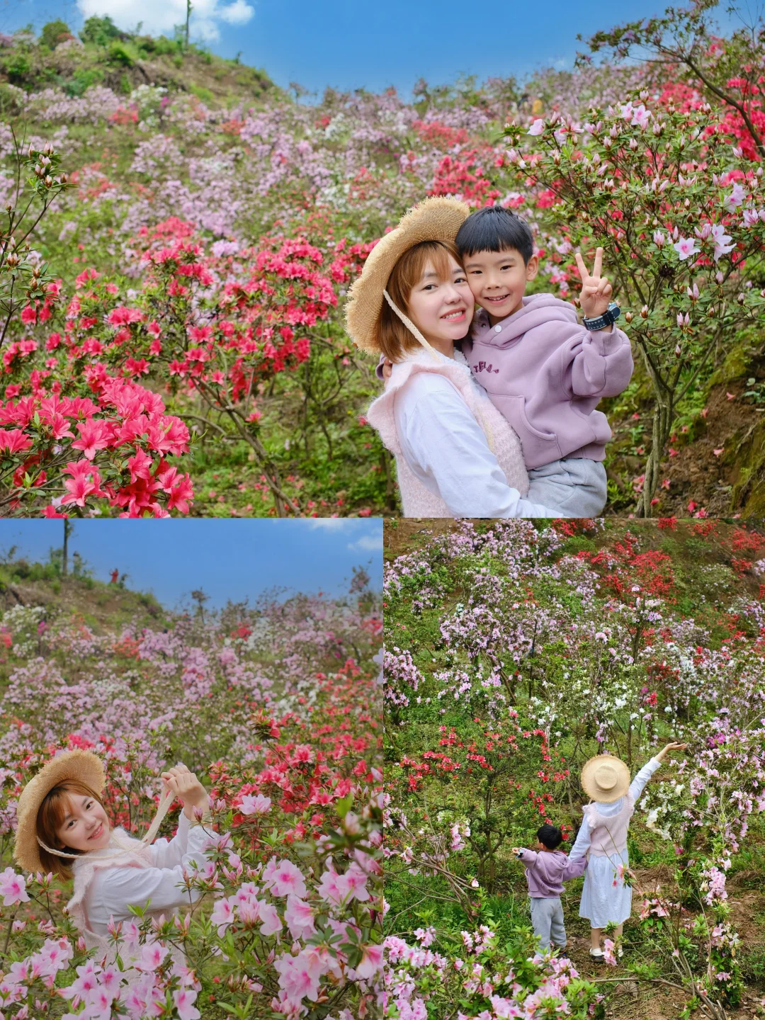 重庆主城❗️免费杜鹃花，全部开放啦❗️快冲❗️