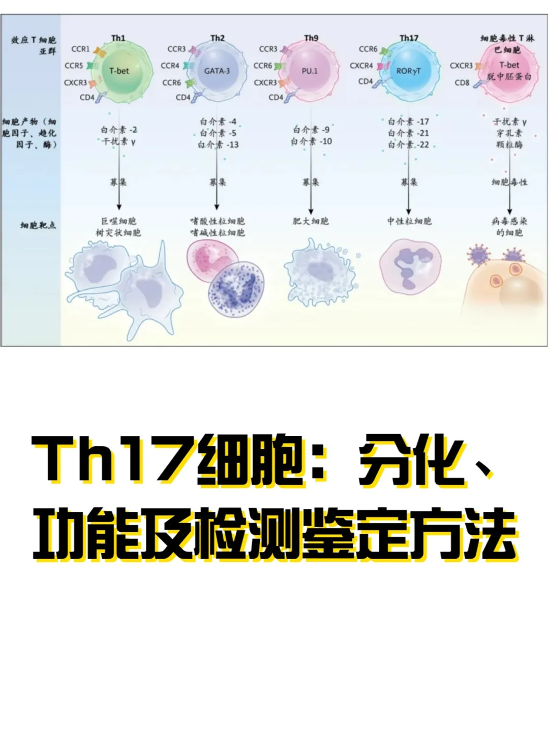 探索Th17细胞：分化、功能及检测鉴定方法