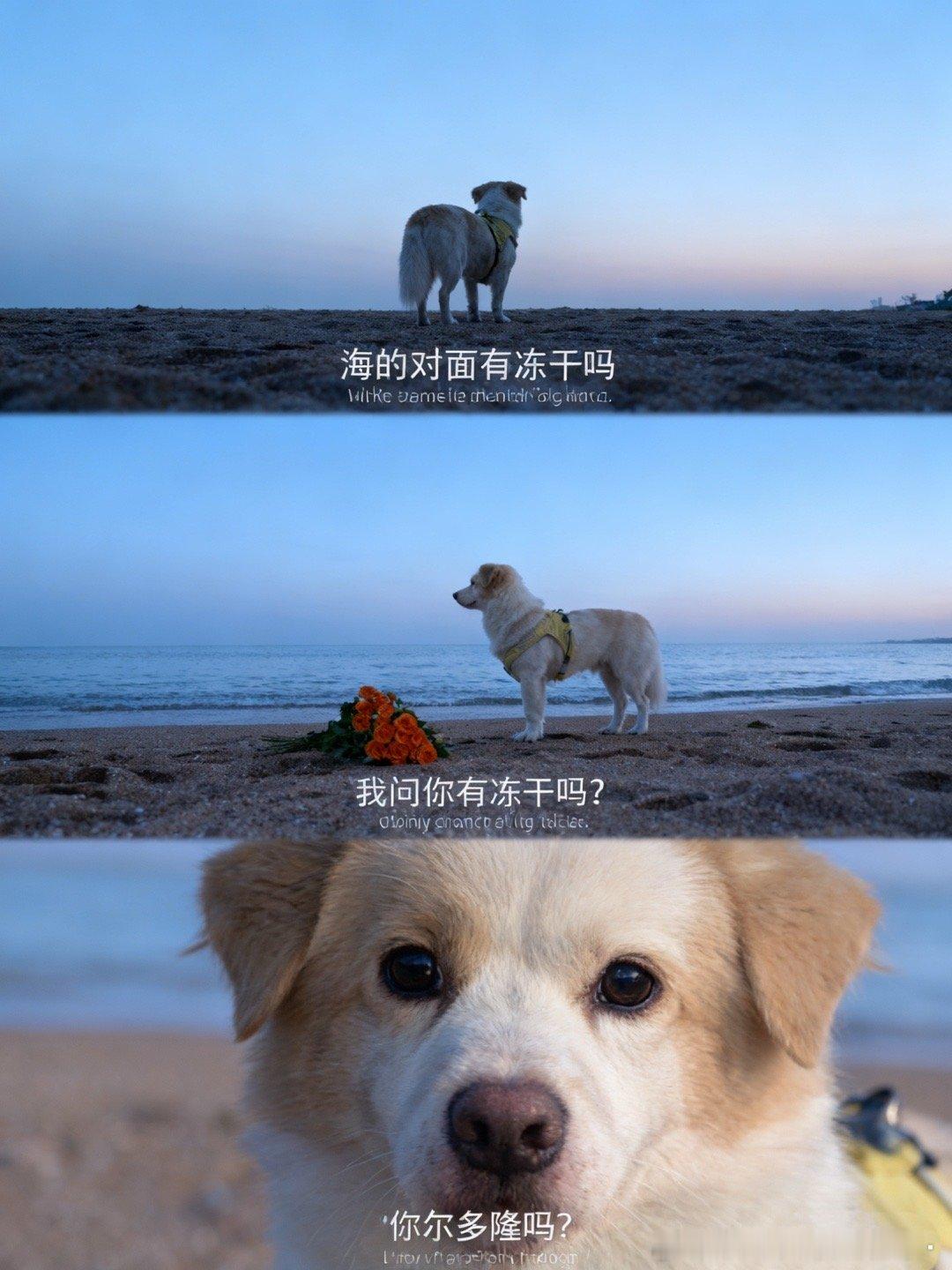 特别萌的一个小球球[爱慕][爱慕] ​​​